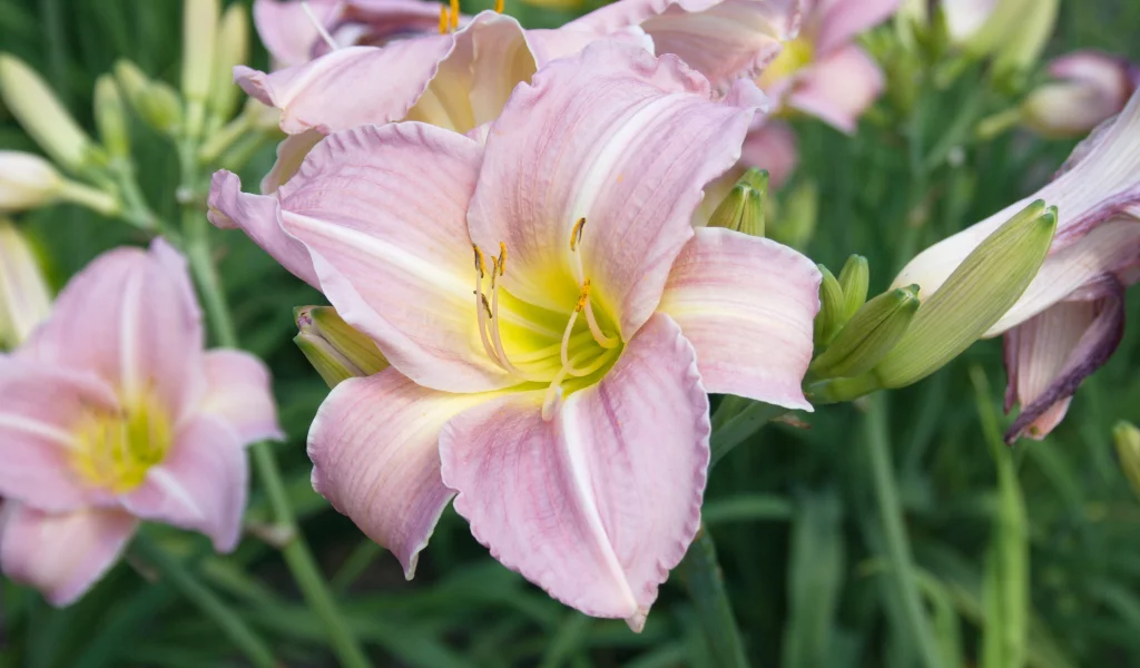 hemerocallis, лилейник, красоднев