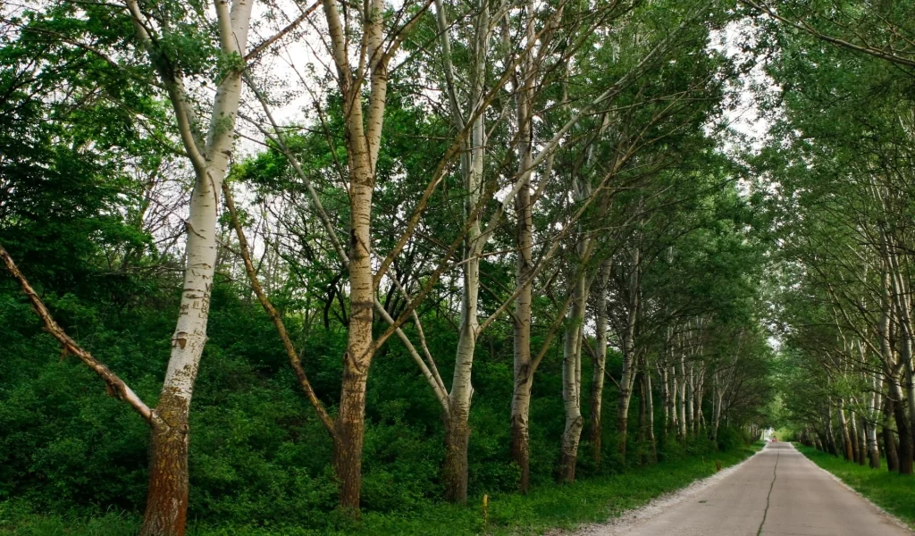 зелень, деревья, дорога