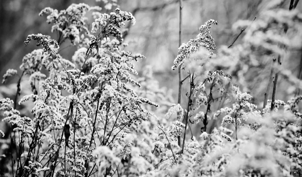 macro, снег, растения, b&w, nature, snow, 2560x1600, макро, plants, трава, grass, чб, природа