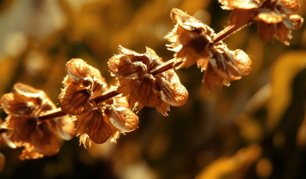 2560x1600, autumn, свет, nature, солнце, sunlight, природа, macro, осень, макро