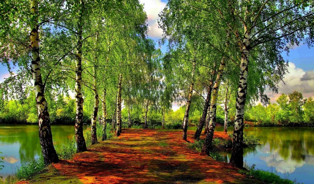 березы, речка, небо