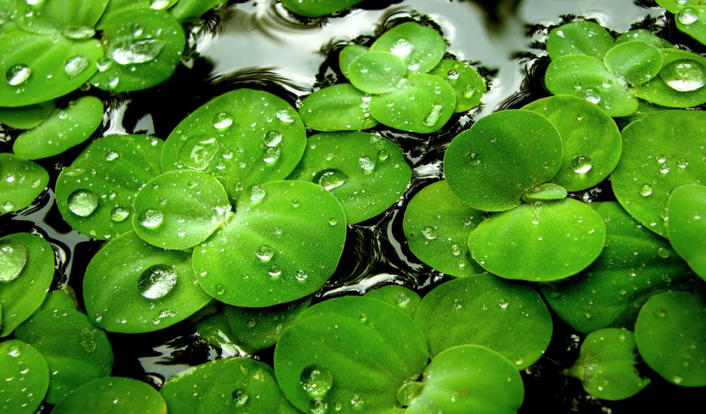 ряска, вода, капли, водное растение