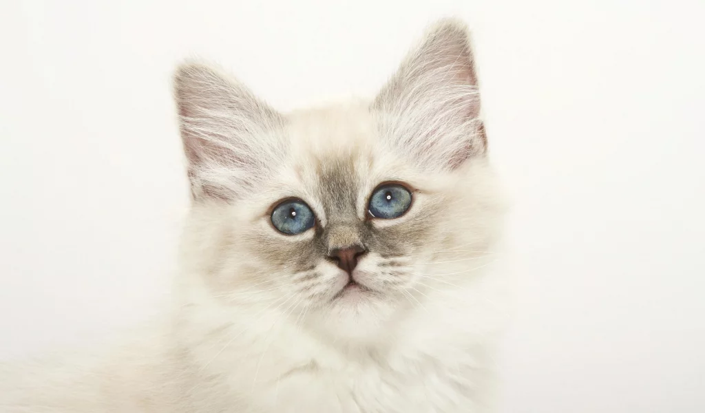 кошка, котенок, морда