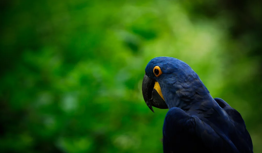 parrot, попугай, птица