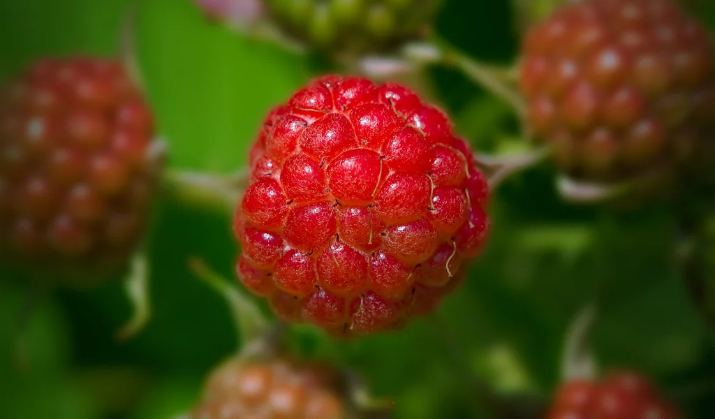 raspberry, ягода, малина, малинка, bohemien