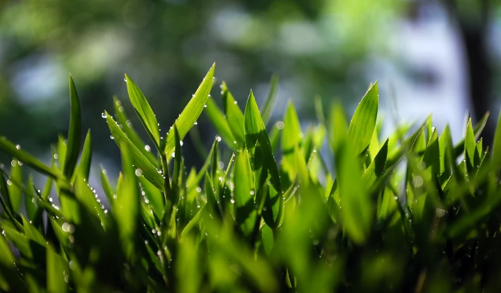 зелень, grass, трава