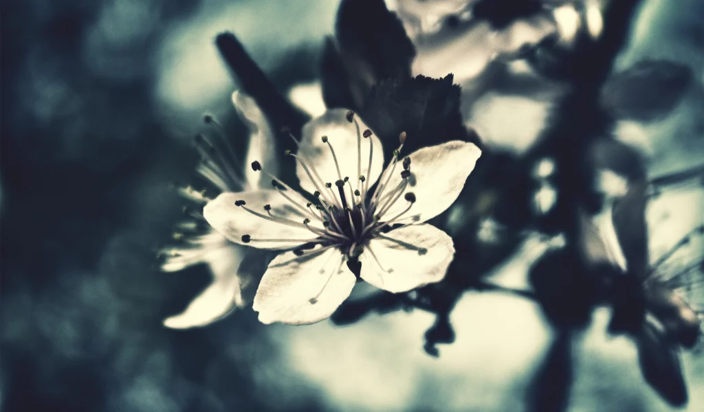 вишня, фокус, flowers, макро, цветок, бутон, цветение, лето, цветы, лепестки