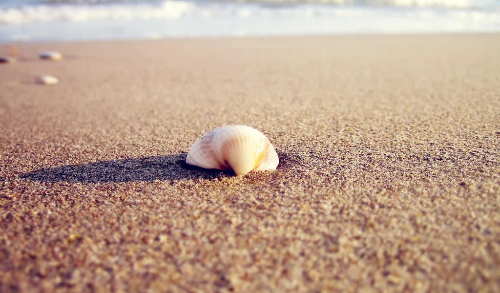 beach, тень, shell, macro, природа, 2560x1600, вода, ракушка, sea, солнце, sunlight, макро, море, sand, пляж, песок, water, nature, shadow, свет
