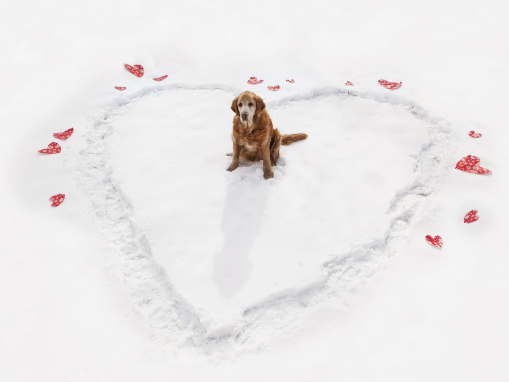 зима, собака, сердце