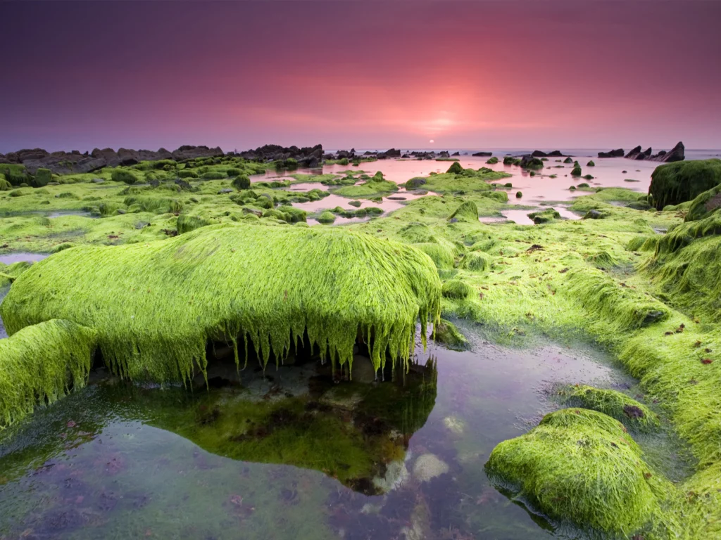 водоросли, небо, море