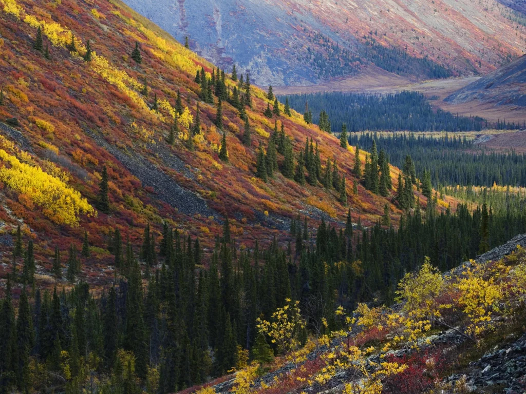 лес, холмы, осень