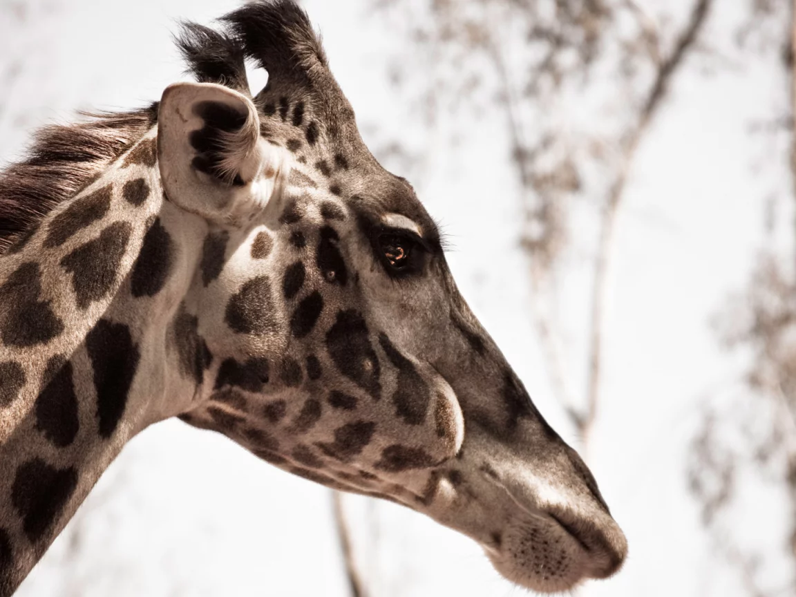 animal, природа, жираф, макро, giraffe