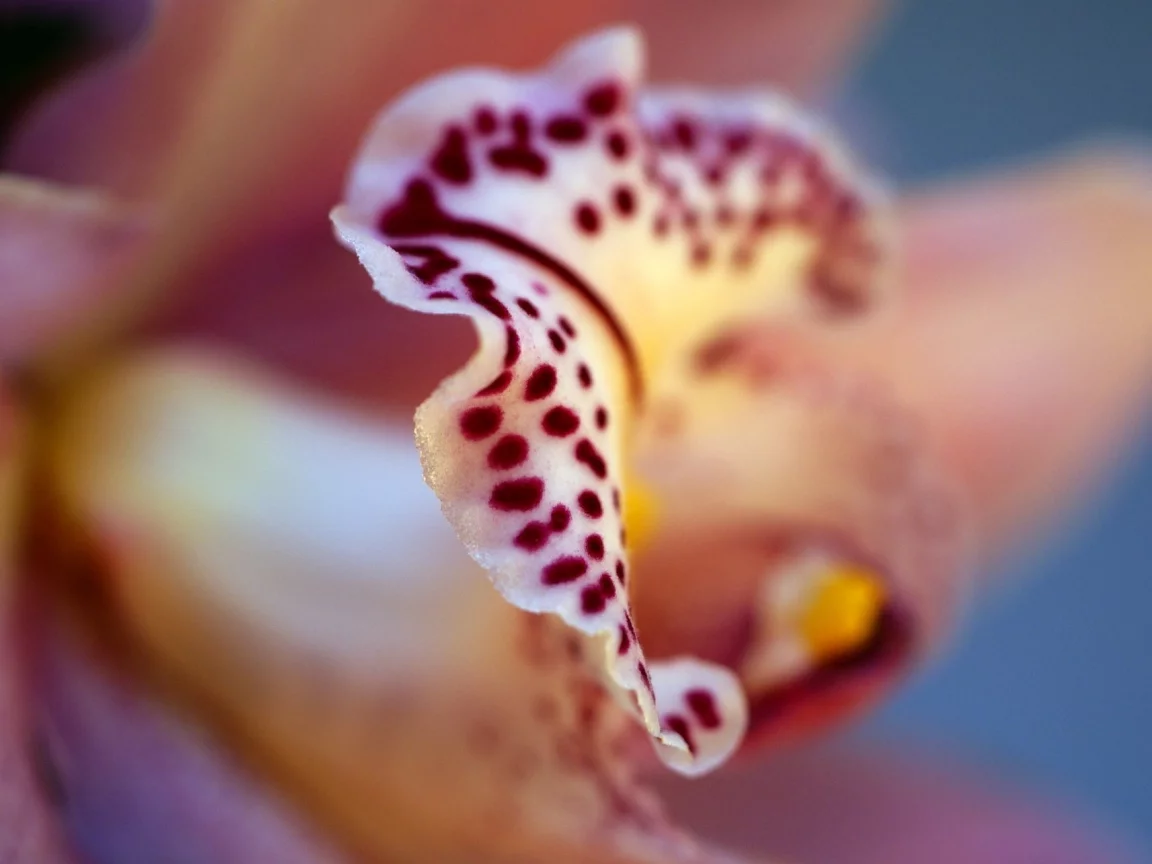 орхидея, цвета, цветок, фаленопсис, phalaenopsis, лепестки