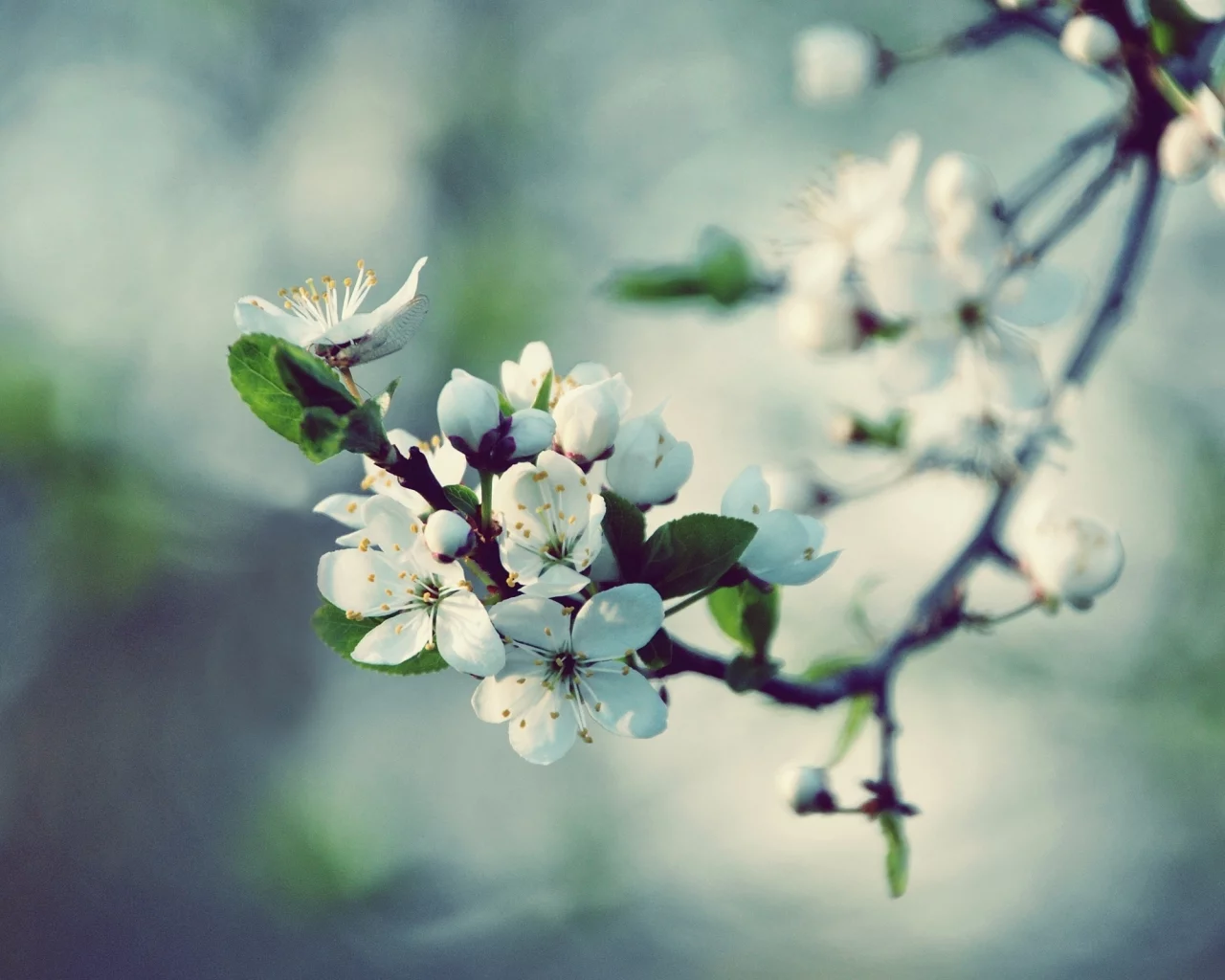 вишня, лепестки, spring, цветение, макро, цветы, белые, размытость, весна, природа, блики, ветка