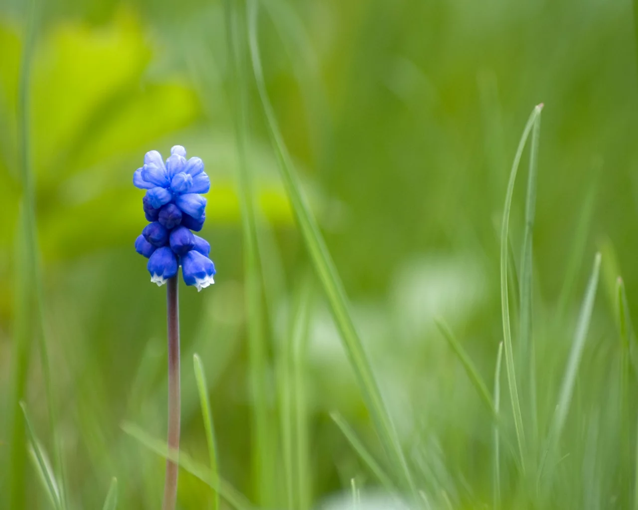 синий, mouse flower, один