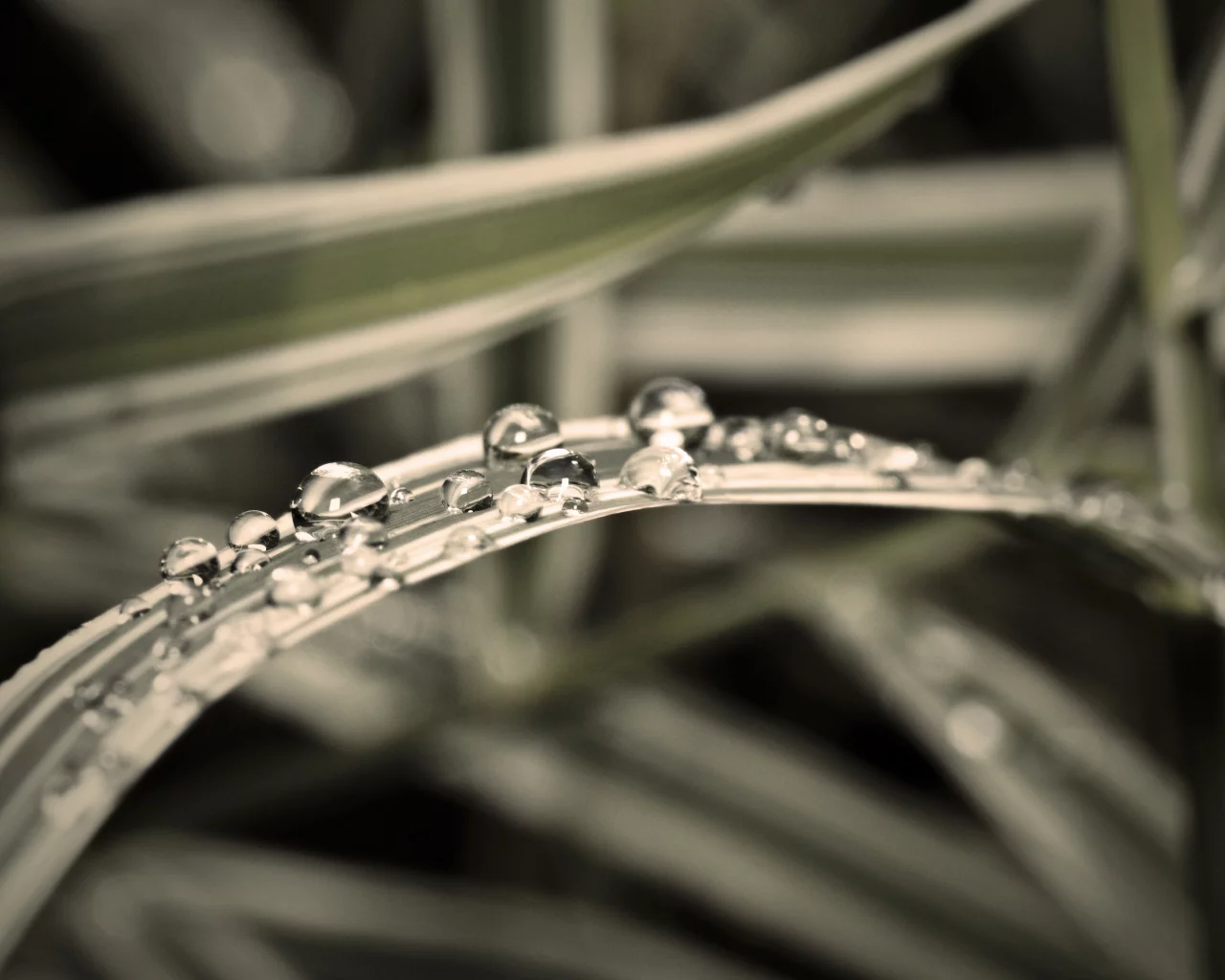 дождь, капли, вода, macro, трава, макро