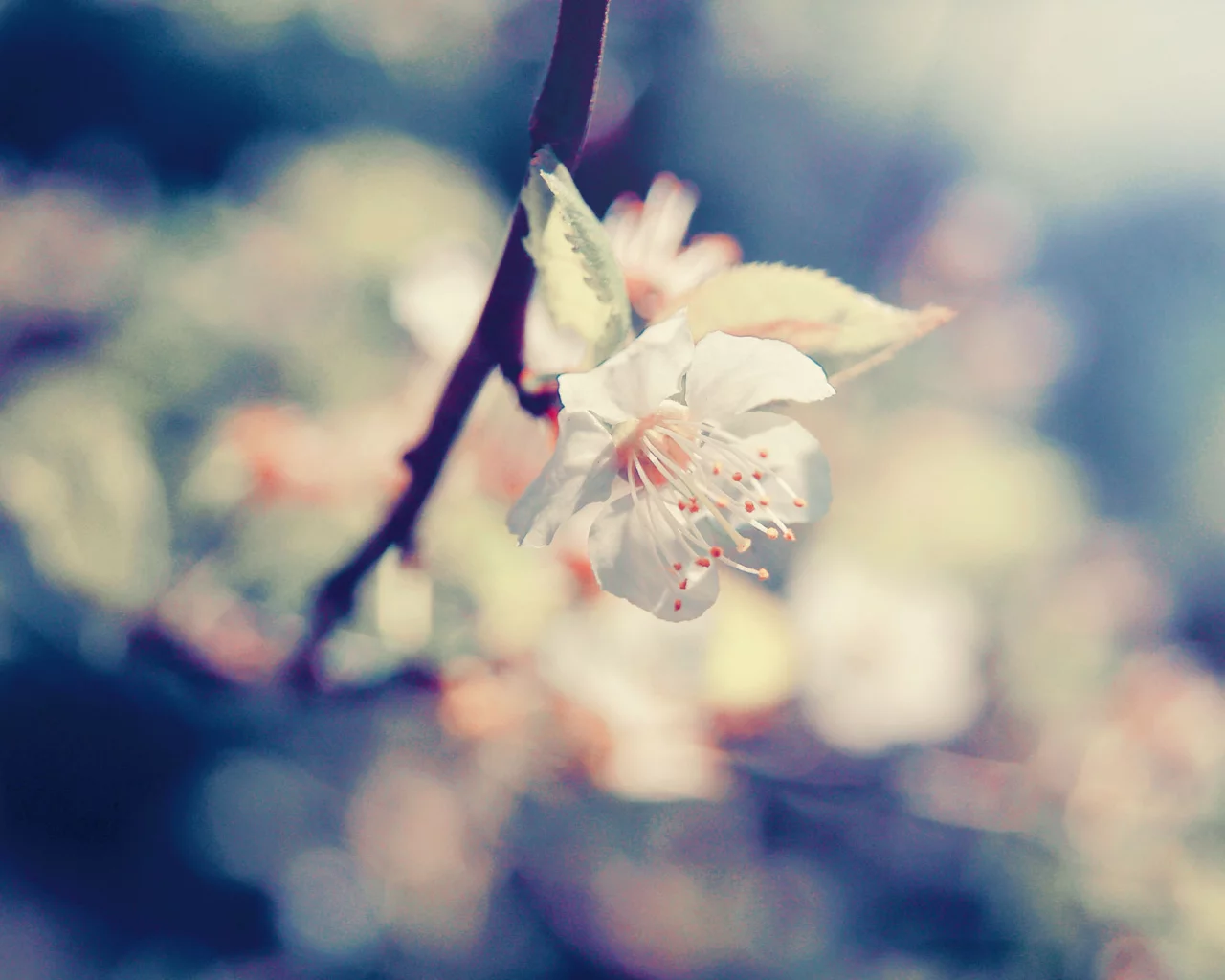 macro, фокус, цветы, ветка, макро, лепестки, blossom, cherry
