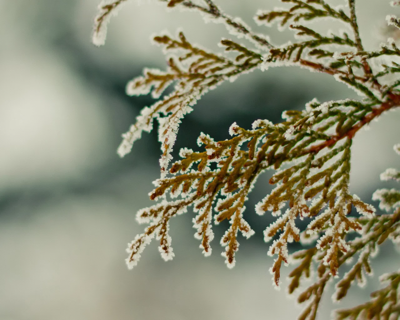 зима, ветка, снег, winter2k10, hombre
