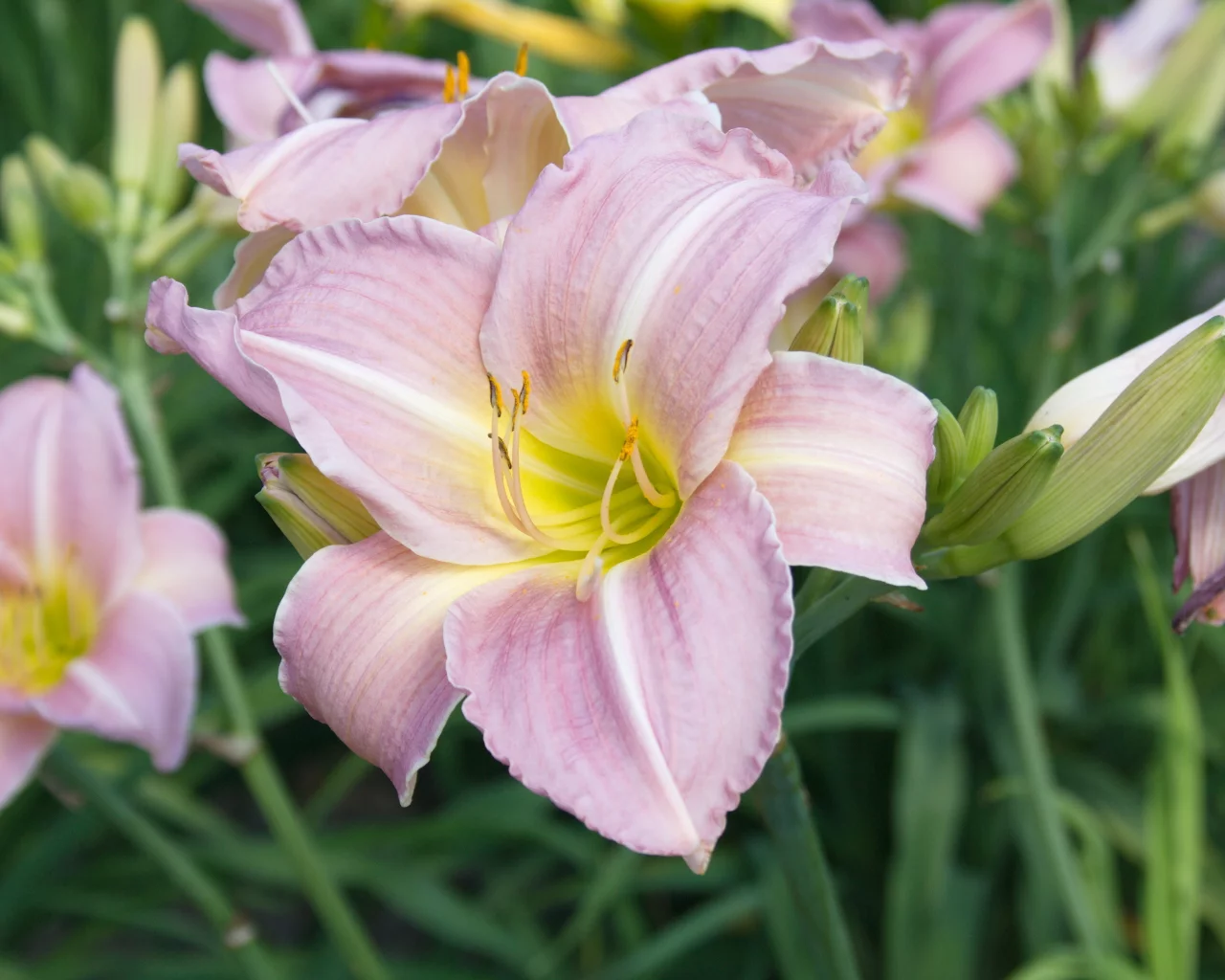 hemerocallis, лилейник, красоднев