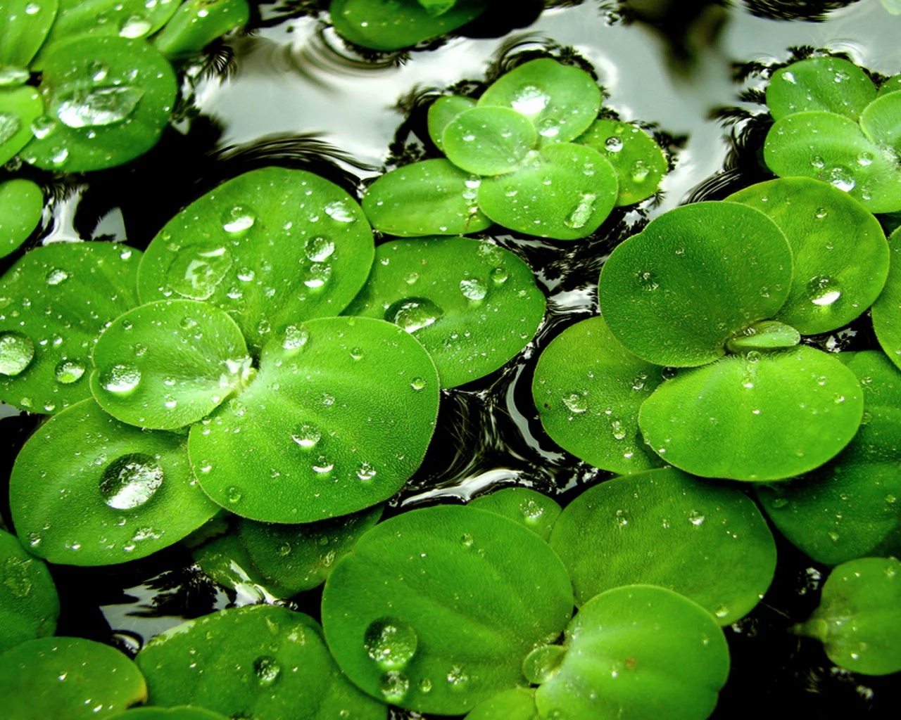 ряска, вода, капли, водное растение