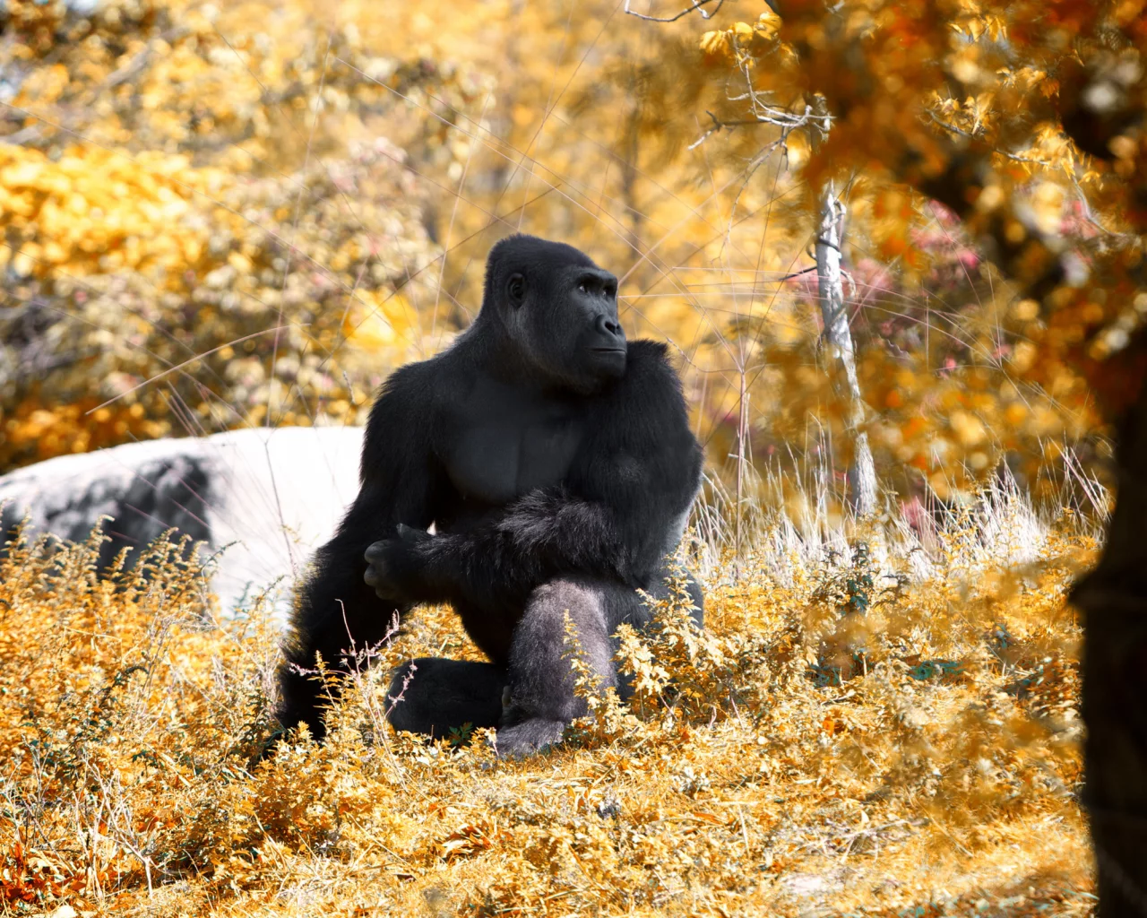 this fall and stopped, at the zoo, went to detroit