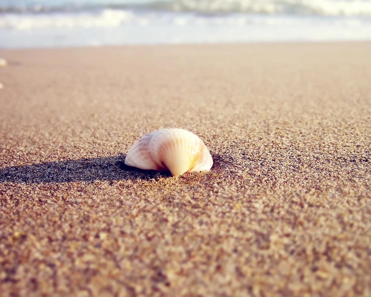 beach, тень, shell, macro, природа, 2560x1600, вода, ракушка, sea, солнце, sunlight, макро, море, sand, пляж, песок, water, nature, shadow, свет