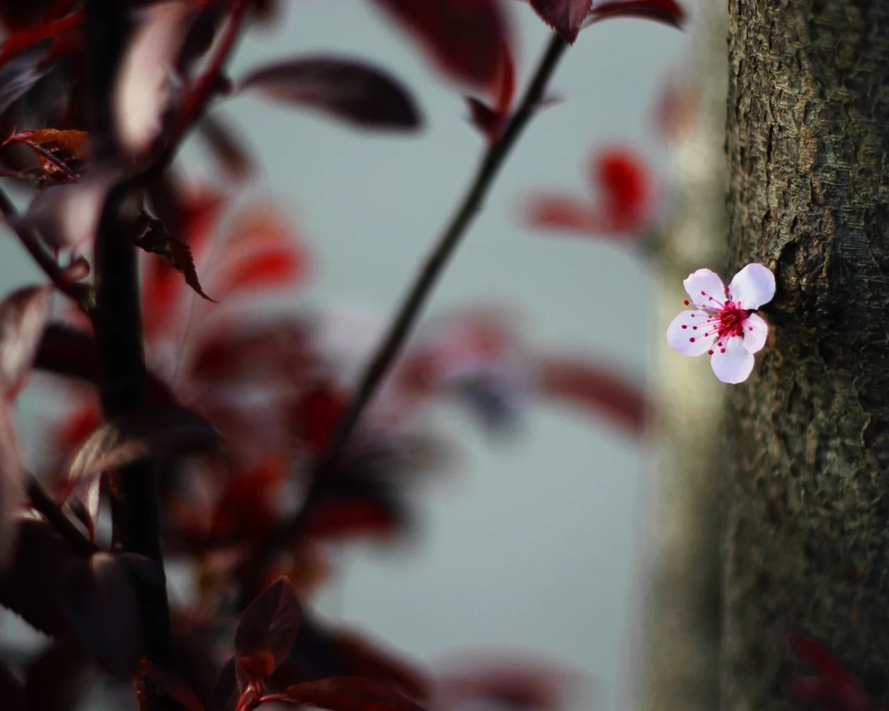 цветок, цветение, bokeh, листья, blossom, cherry, природа, дерево, nature, leaves, tree, 2560x1600, боке, вишня, flower