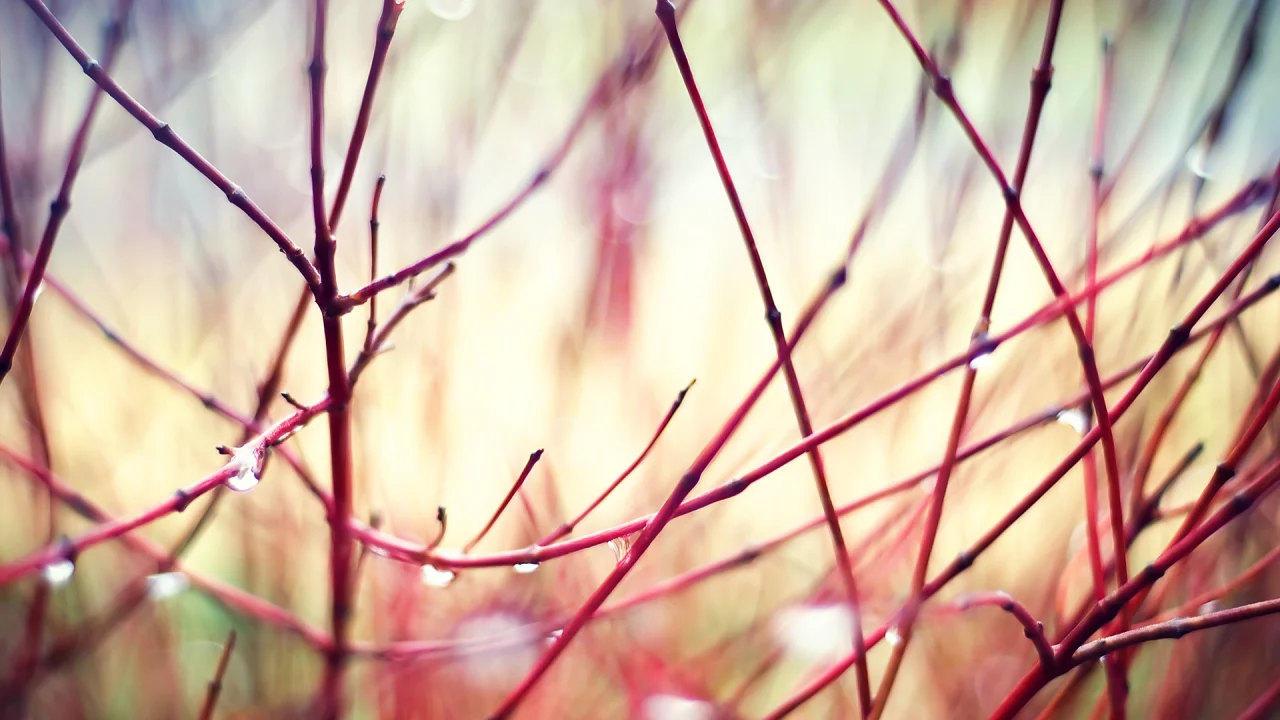 tranquility, ветки, details, nature, капли