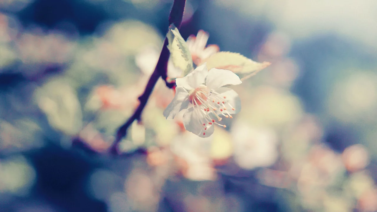 macro, фокус, цветы, ветка, макро, лепестки, blossom, cherry