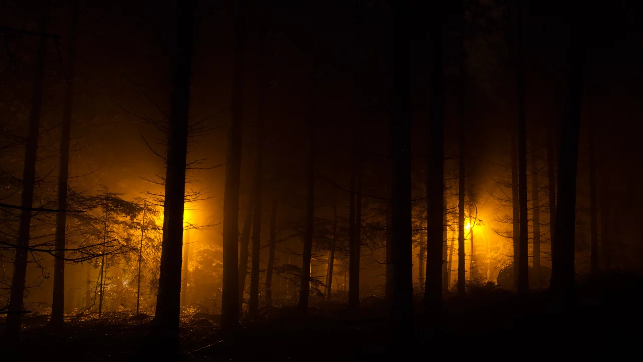 лес, ночные огни, фонари, evening lights, огни, ночь