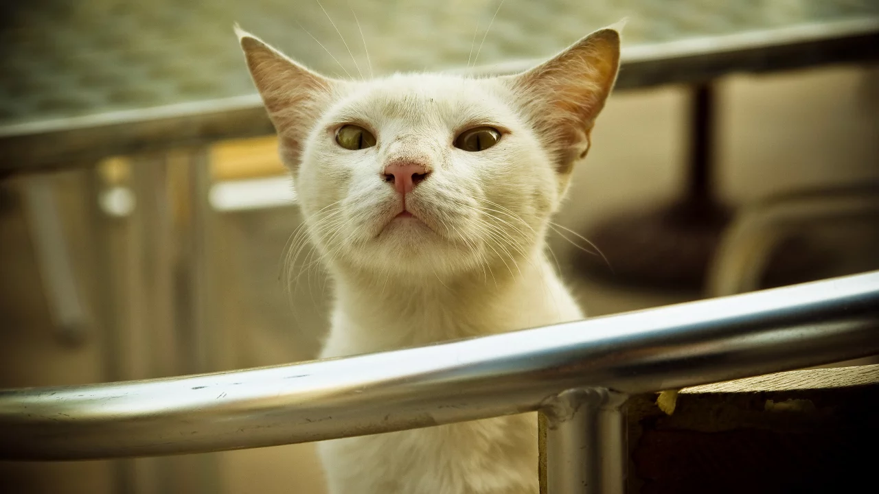 котяра, перила, взгляд
