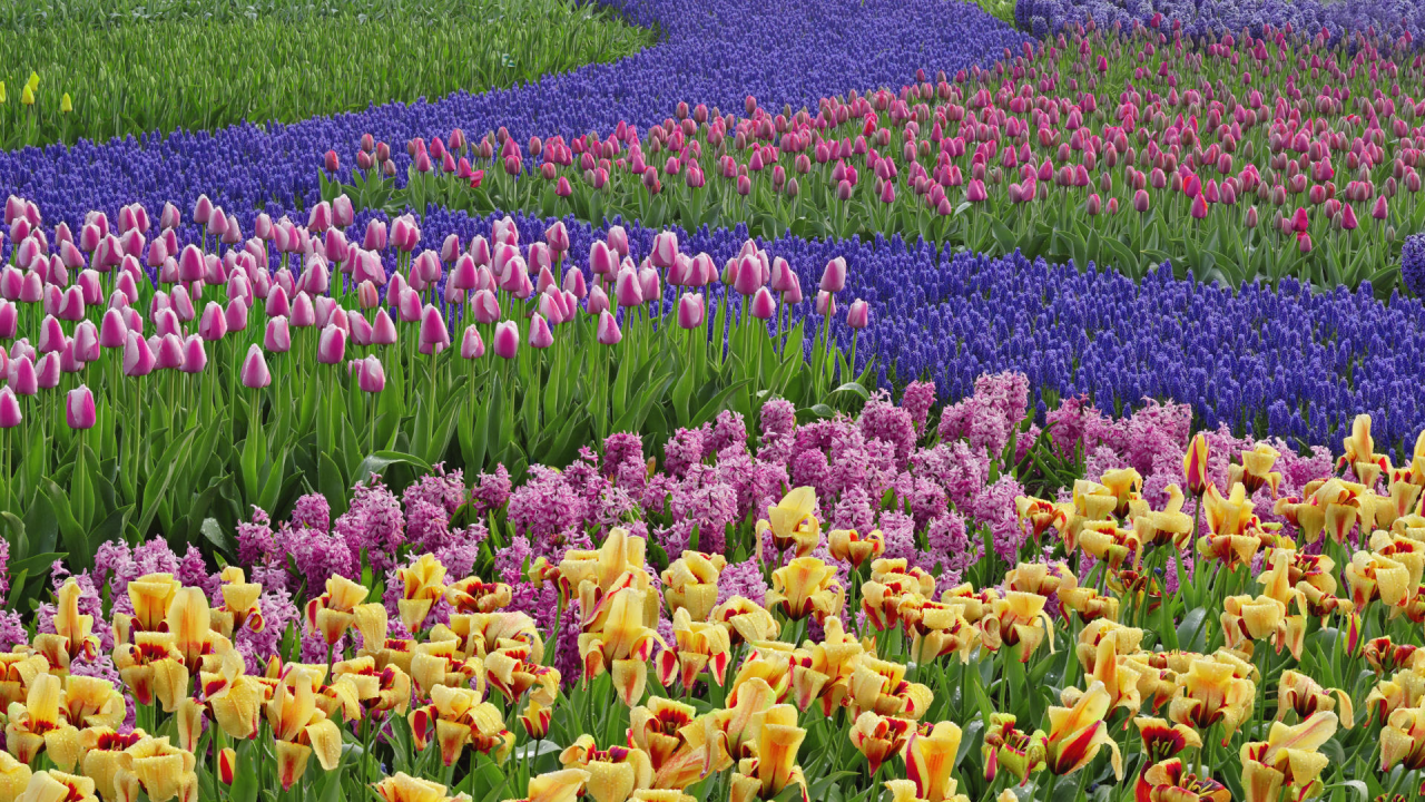 тюльпаны, нидерланды, сад, гиацинты