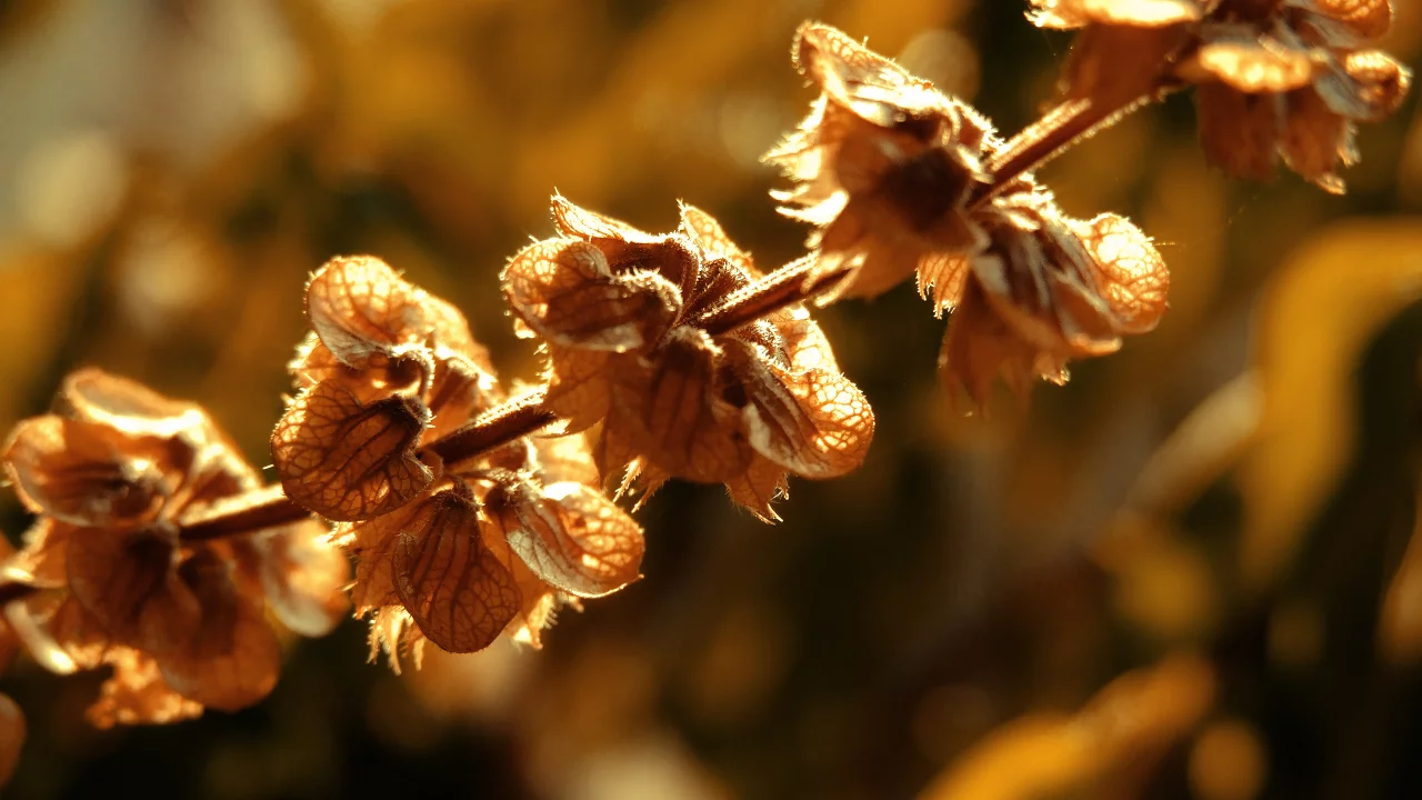 2560x1600, autumn, свет, nature, солнце, sunlight, природа, macro, осень, макро