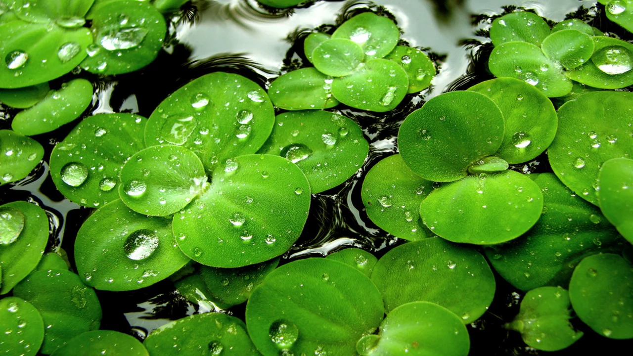 ряска, вода, капли, водное растение