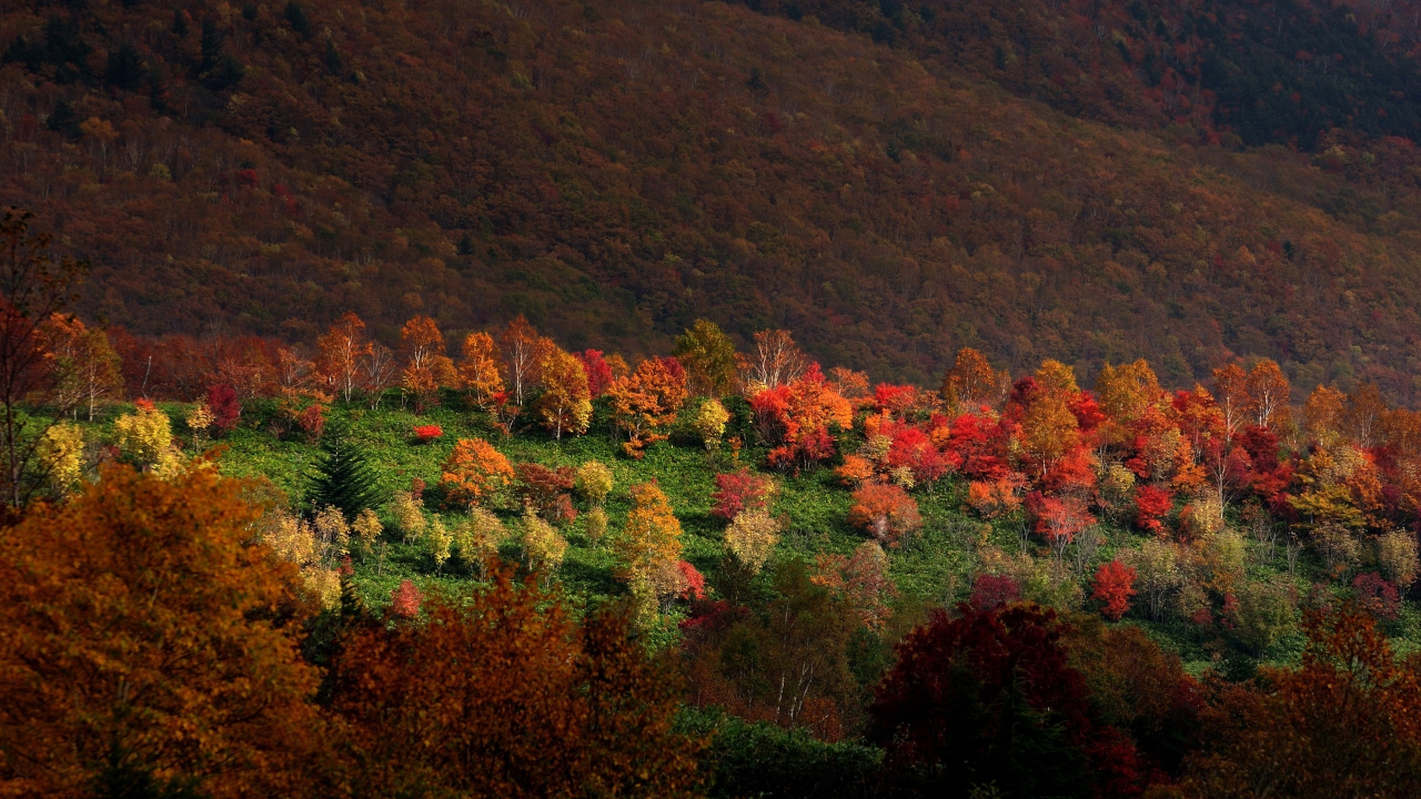 деревья, свет, горы, лес, природа, sarukura, осень