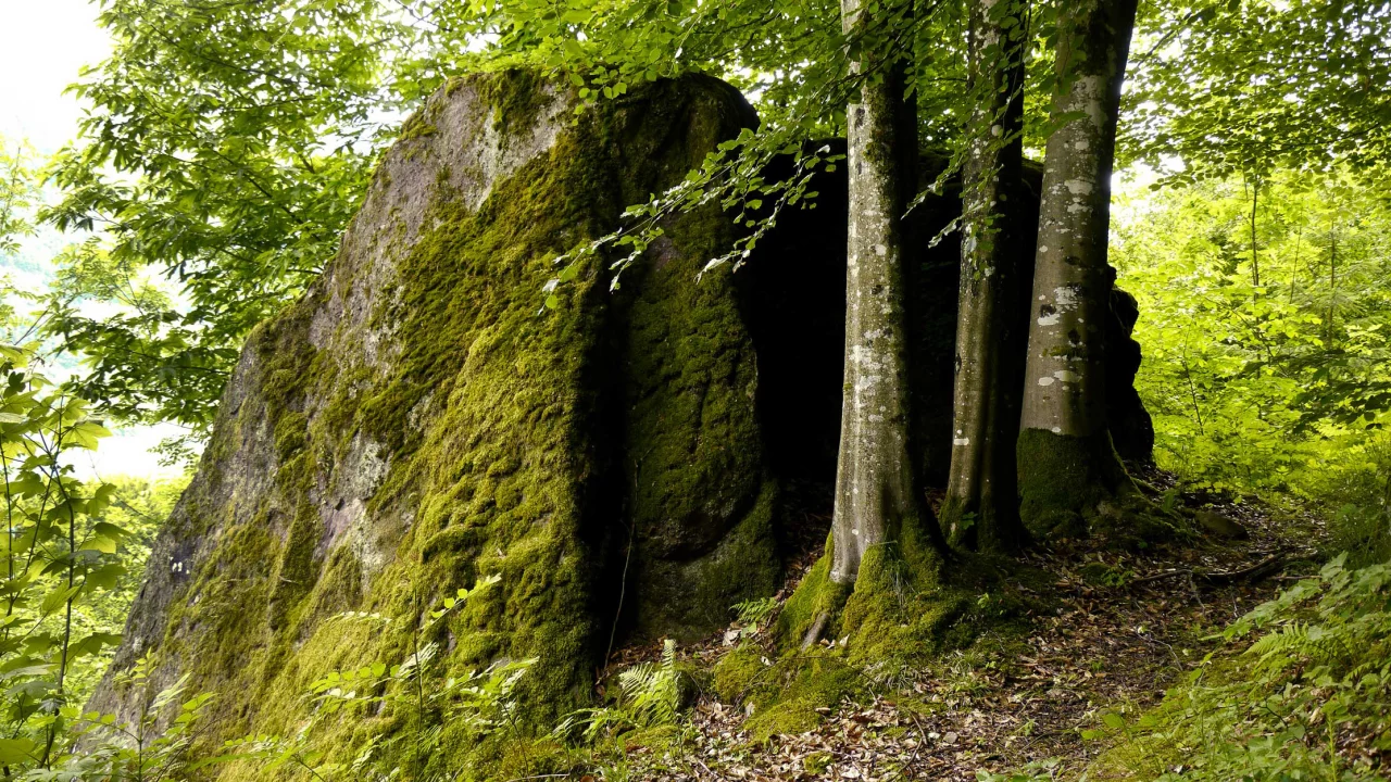 лес, деревья, мох, камень