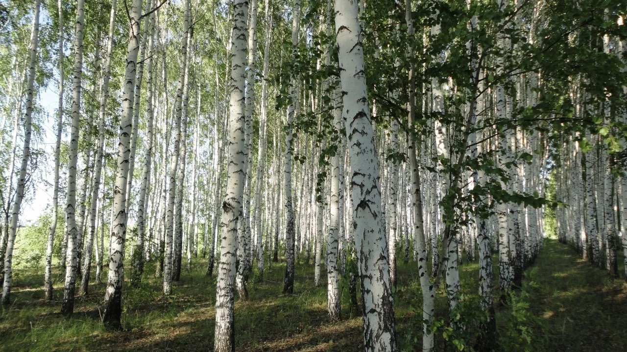 берёзовая, стволы, белая, лес, роща, кора