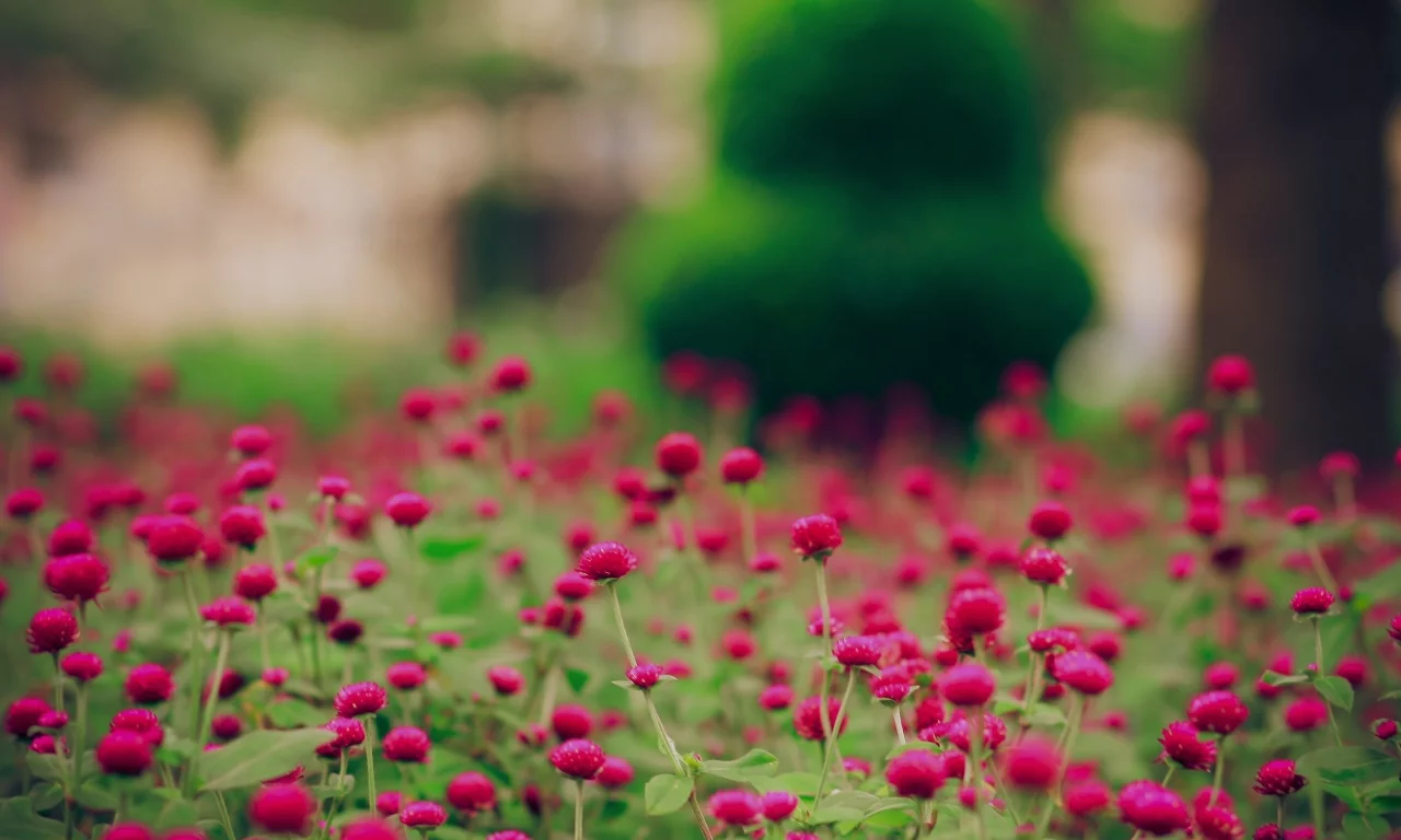 поляна, поле, wallpapers, растения, обои, цветы, цветение, природа, pink field, картинки