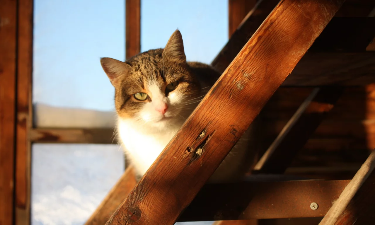 дом, деревня, кошка