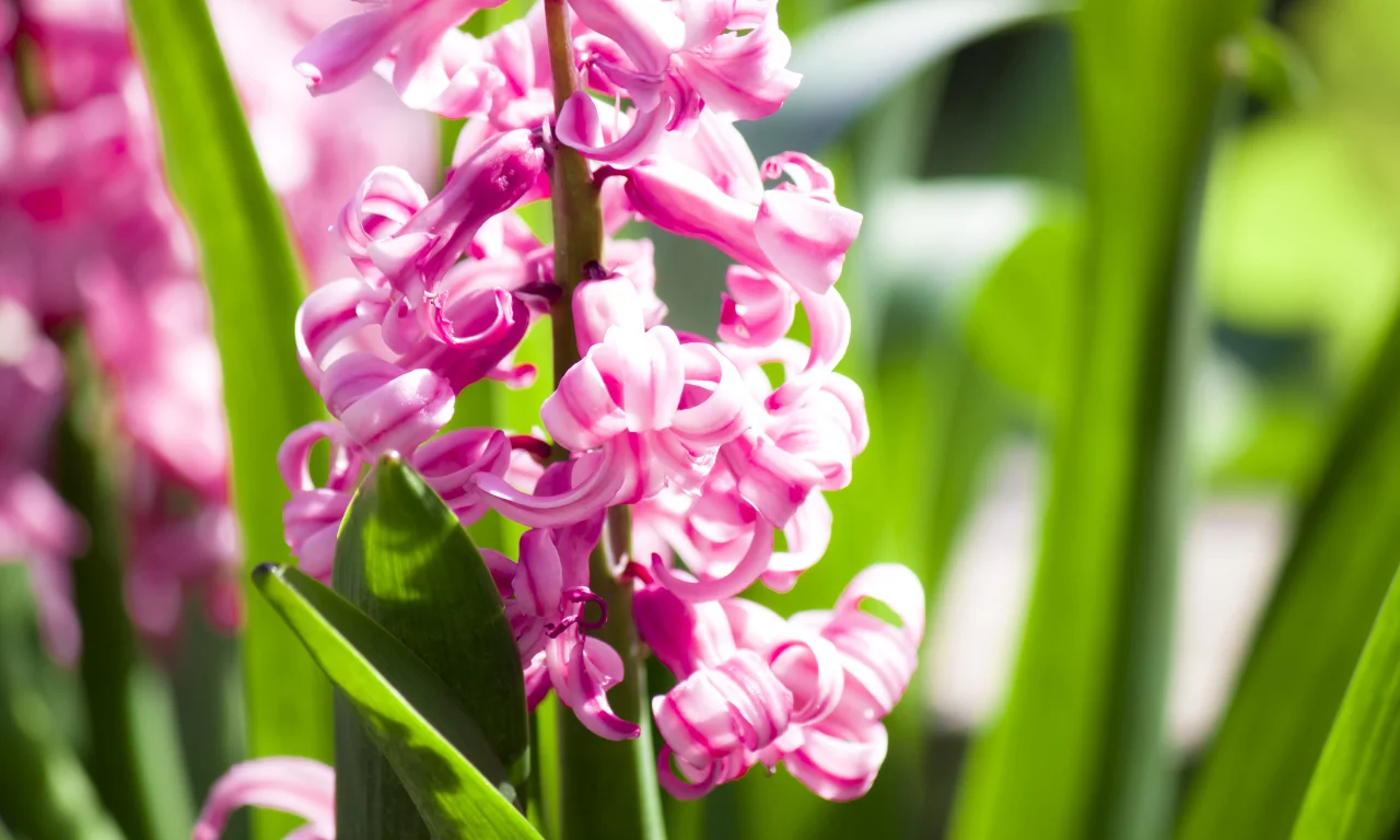 гиацинт, flowers, лепестки, цветки, макро, цветы