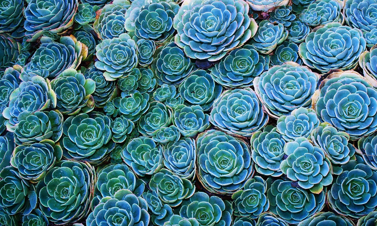 echeveria, cactus, зеленый