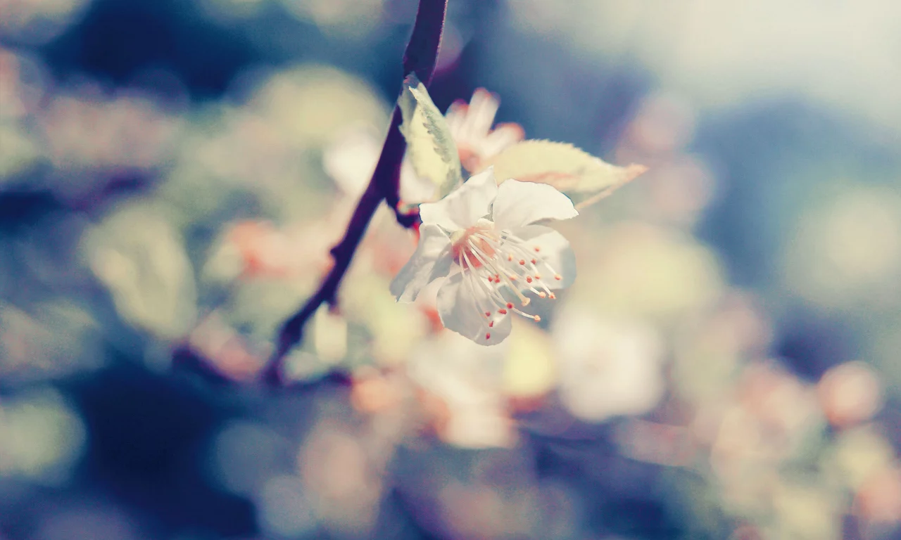 macro, фокус, цветы, ветка, макро, лепестки, blossom, cherry