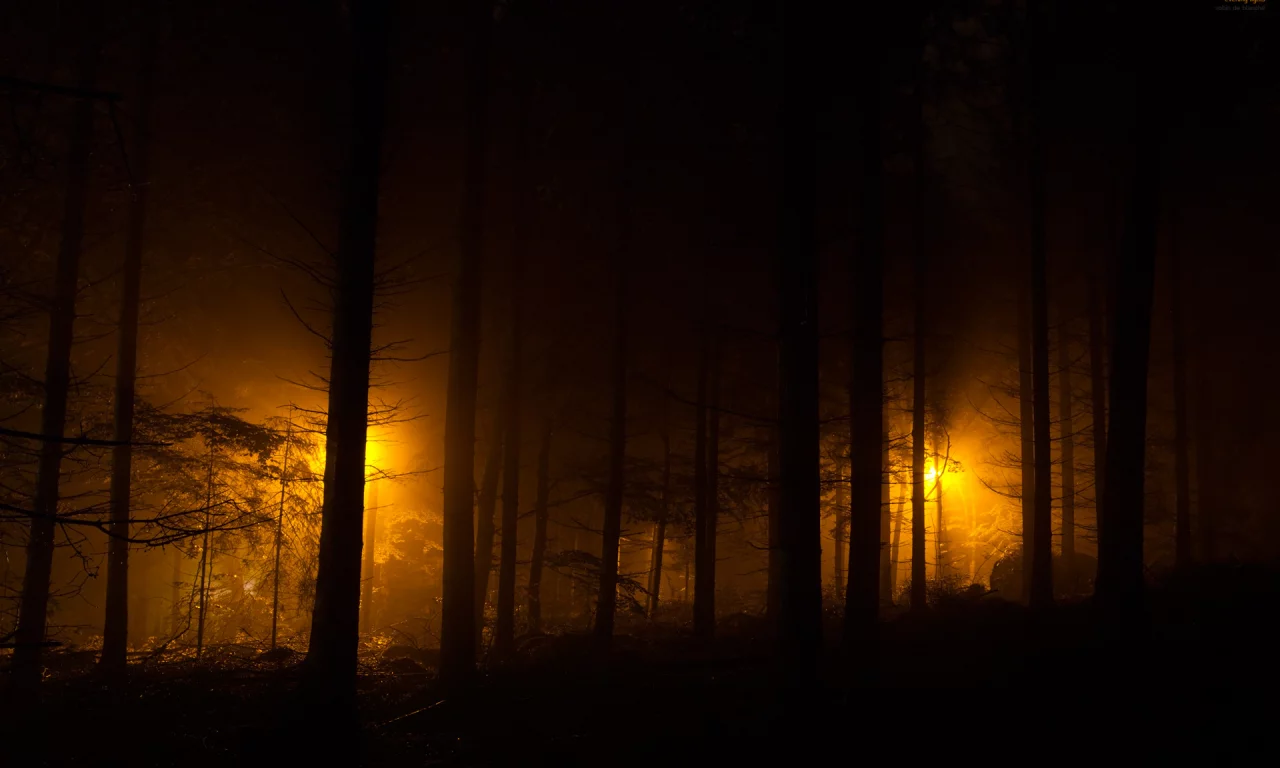лес, ночные огни, фонари, evening lights, огни, ночь