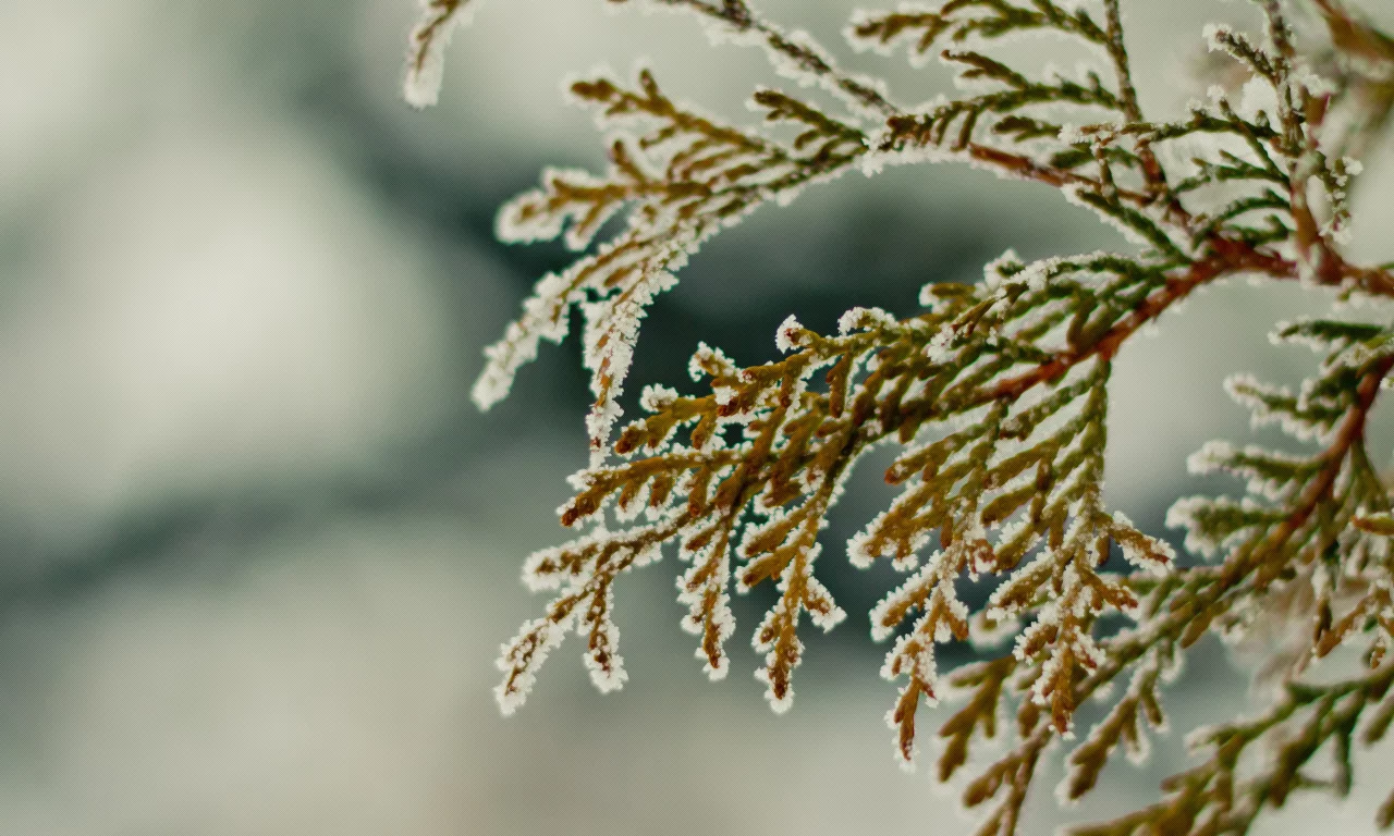 зима, ветка, снег, winter2k10, hombre