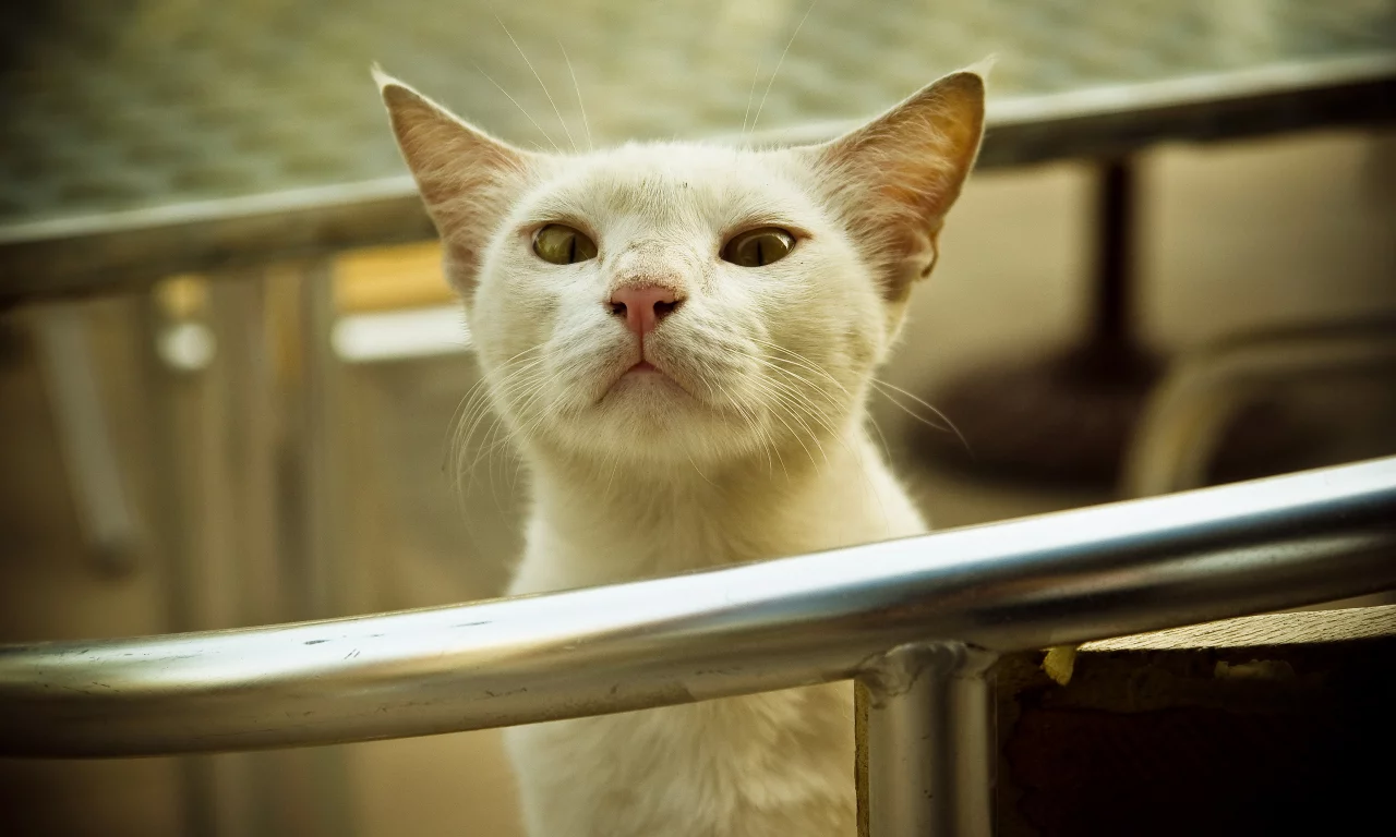 котяра, перила, взгляд