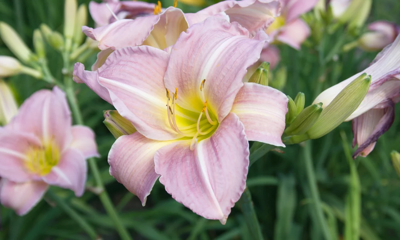 hemerocallis, лилейник, красоднев