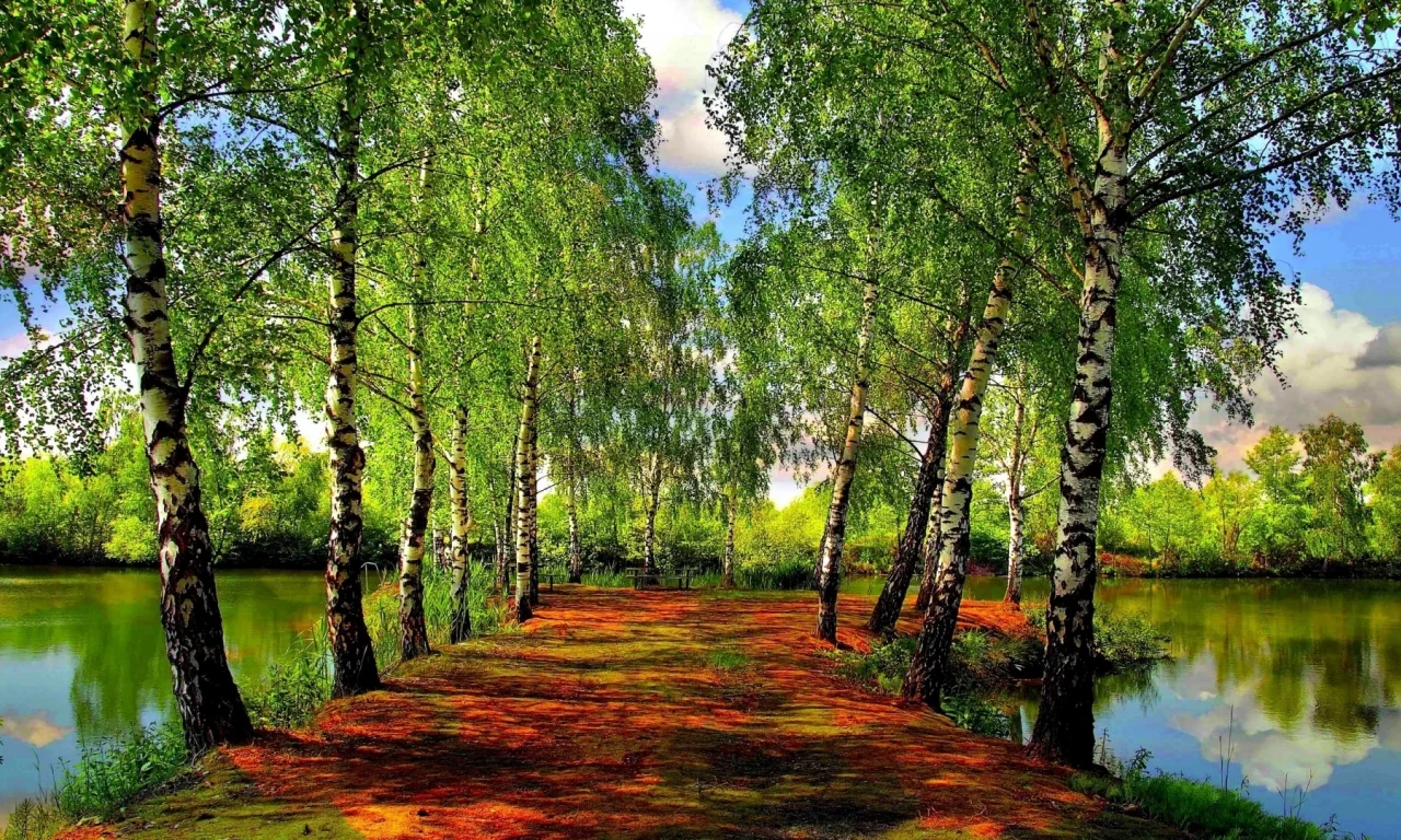 березы, речка, небо