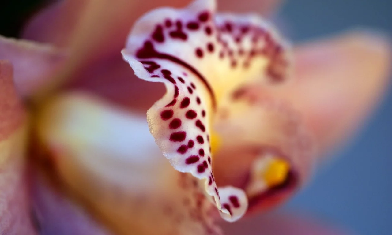 орхидея, цвета, цветок, фаленопсис, phalaenopsis, лепестки