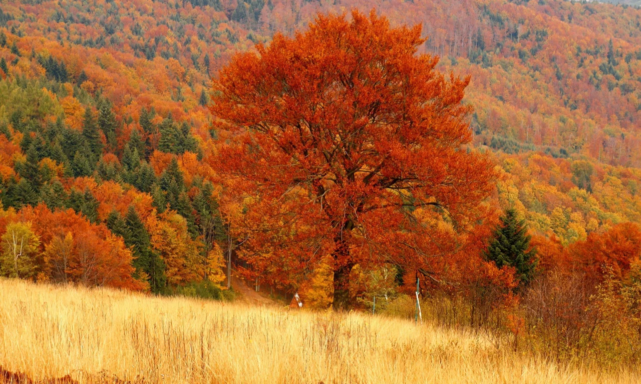 лес, осень, дерево