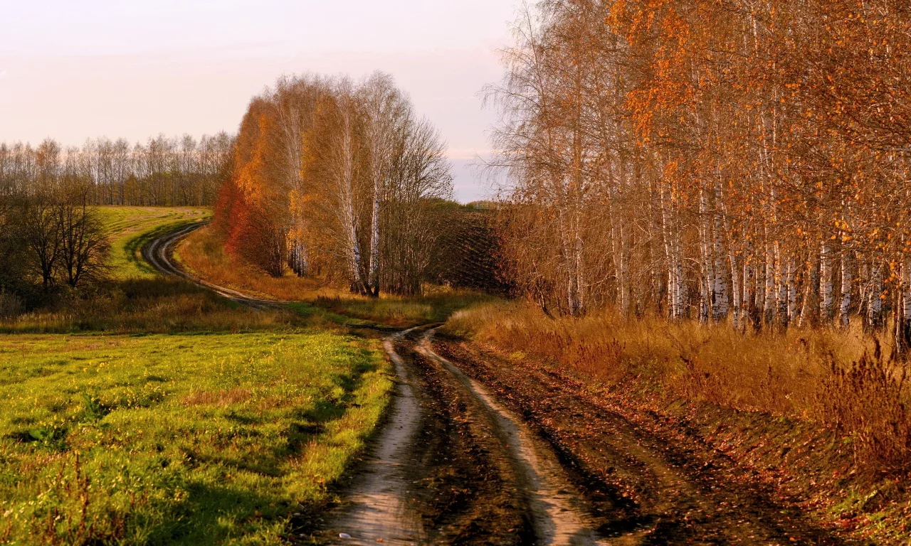 осень, поле, дорога, берёзы